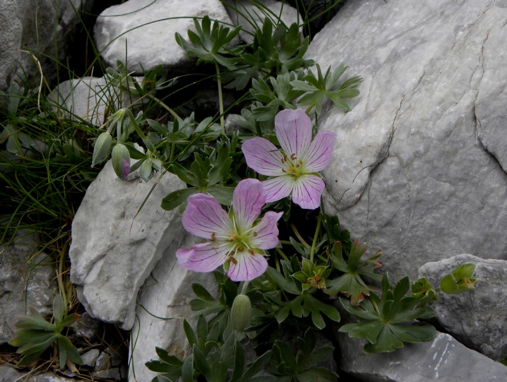 Geranium argenteum / Geranio argentino